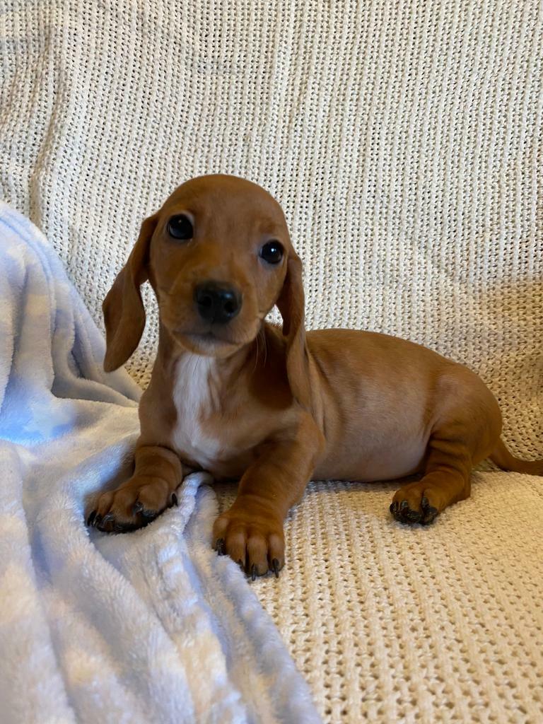 kc registered dachshund